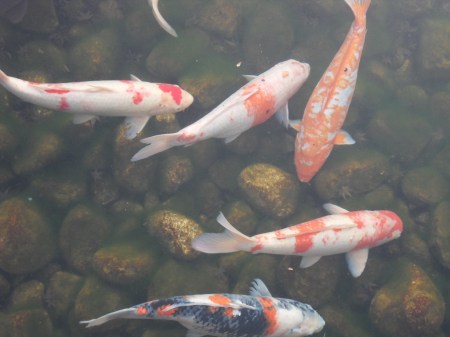 SAMSUNG DIGITAL CAMERA