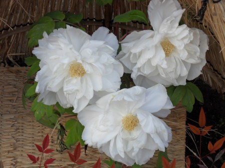 SAMSUNG DIGITAL CAMERA