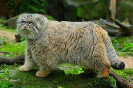 Pallas_Cat