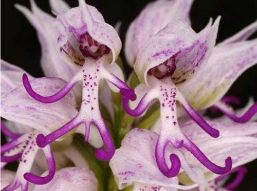 hanging-naked-man-orchid-1