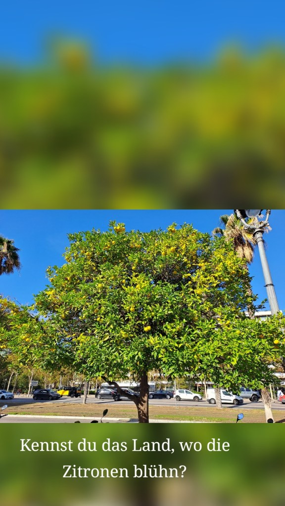 Kennst du das Land, wo die Zitronen blühn?